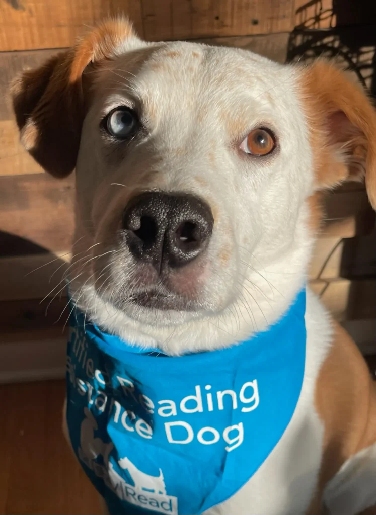 A dog with heterochromia wears a blue bandana that reads "Reading Service Dog." The dog has light fur and is sitting indoors in sunlight.