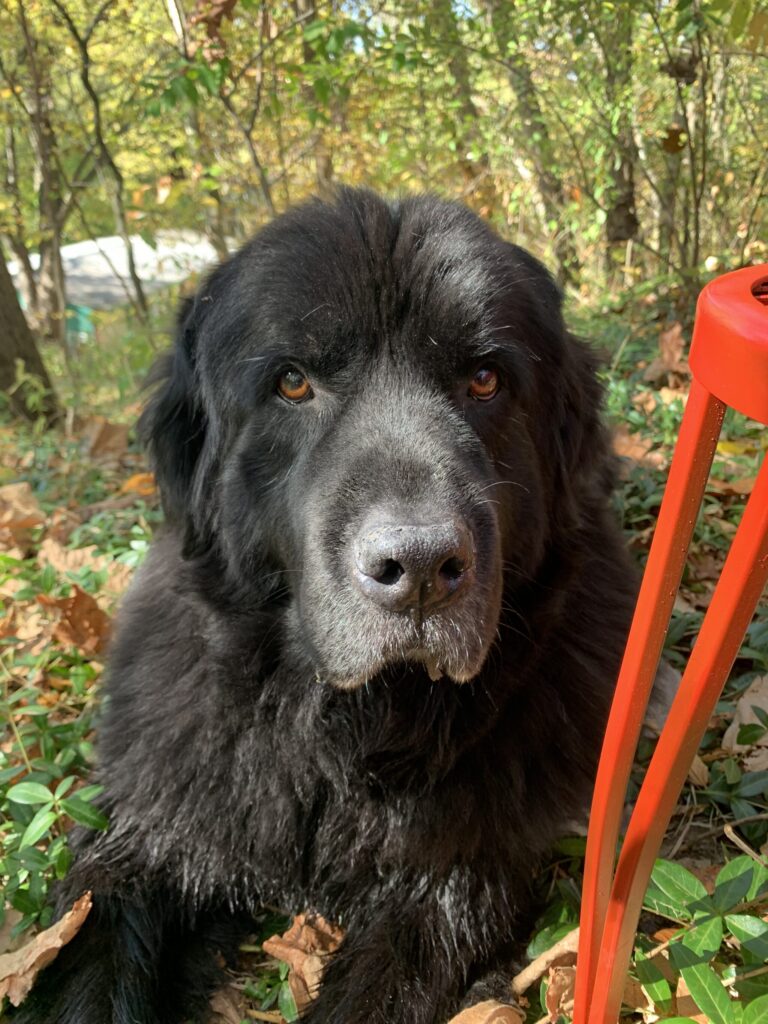 Large black dog with thick fur lying on green grass and fallen leaves. Sunlight filters through trees in the background. A red object is partially visible on the right side.