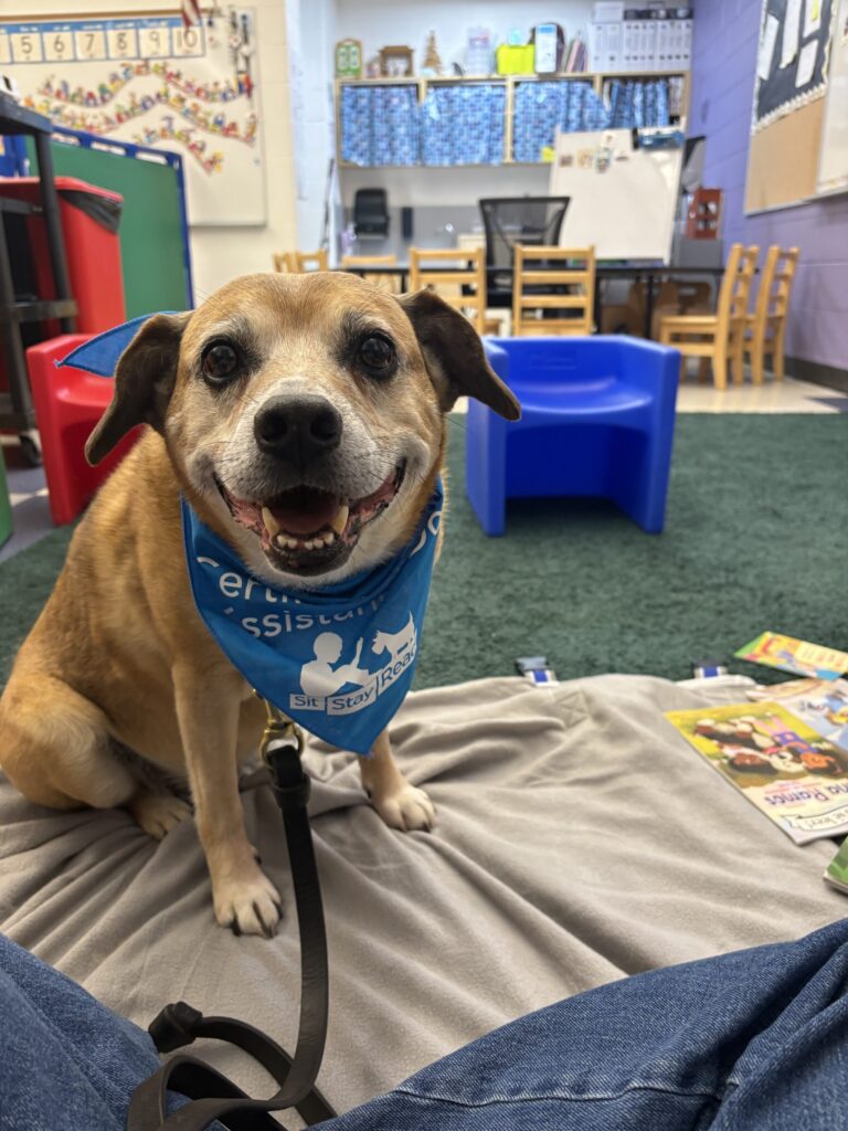 A brown dog wearing a blue assistance bandana sits on a blanket in a classroom with chairs, books, and toys visible in the background.