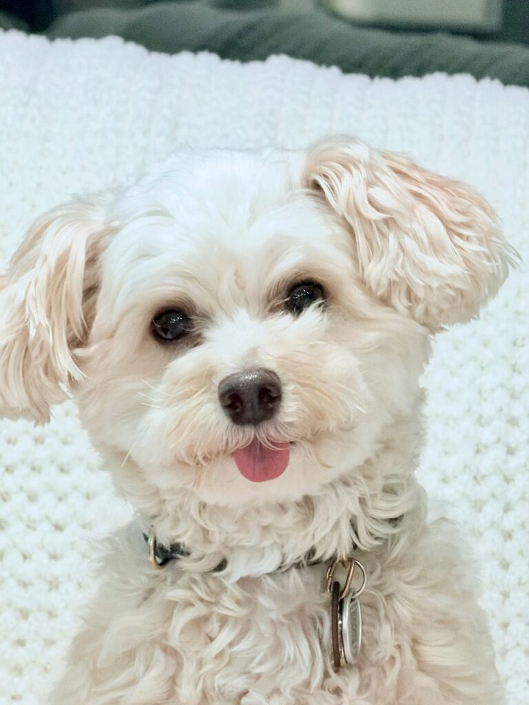 Small white fluffy dog with wavy fur, floppy ears, and tongue sticking out, wearing a collar with tags, sitting on a textured white blanket.