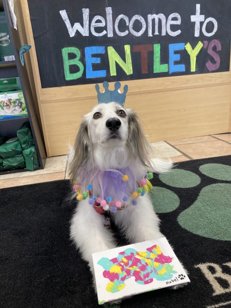 A dog wearing a crown headband and a colorful collar sits in front of a “Welcome to Bentley’s” sign, with a bright abstract painting placed in front of it.