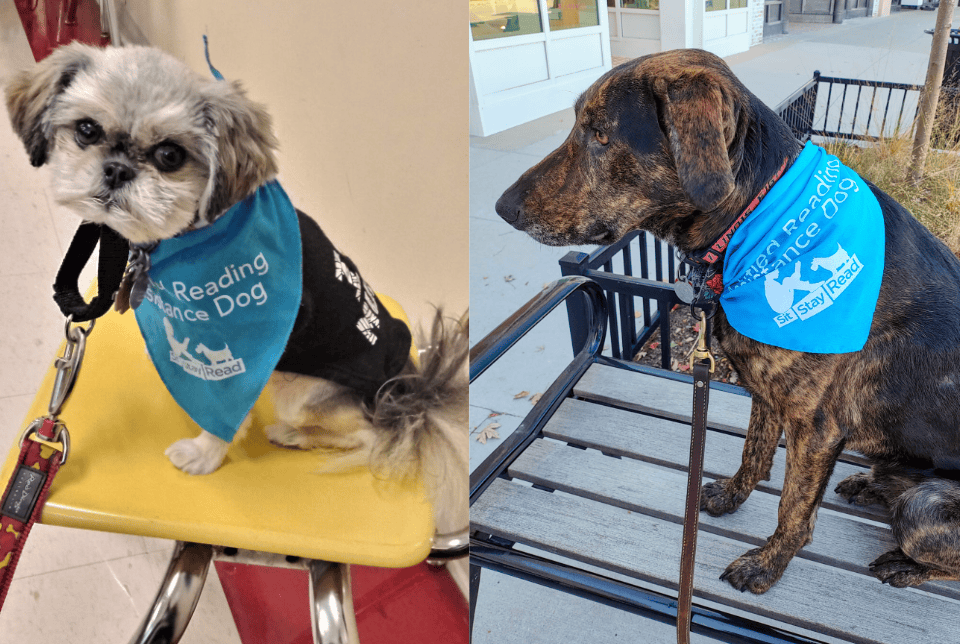 Two dogs wearing blue "Reading Assistance Dog" bandanas; one is small and fluffy indoors, the other is larger with short fur, sitting outside on a bench.