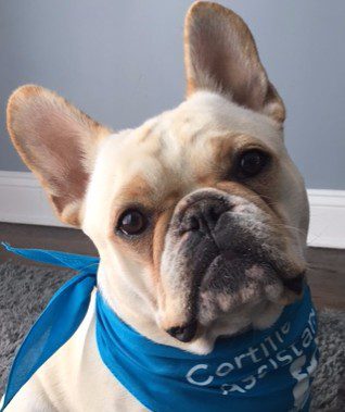 A cream-colored French Bulldog wearing a blue bandana looks at the camera, head slightly tilted, against a gray wall and carpeted floor.