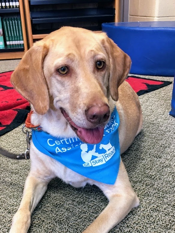 Yellow Labrador wearing a blue “Certified Therapy Dog” bandana lies on a carpeted floor with a red mat and bookshelves in the background.