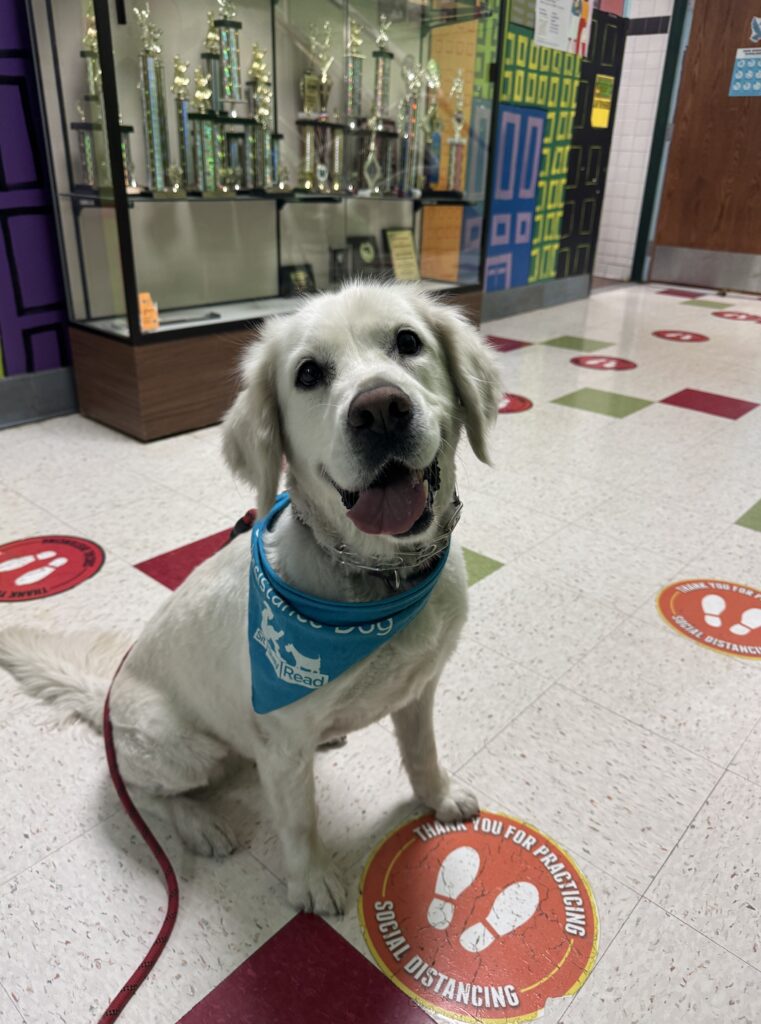 A white dog wearing a blue vest sits indoors on a floor with social distancing signs, near a trophy display case.