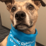Dallas Mallow A brown dog wearing a blue bandana that reads "Certified Reading Assistance Dog" sits indoors on a carpeted floor.